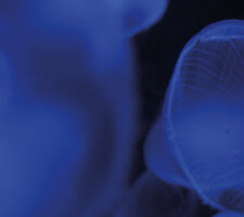 Up close image of two blue jelly fish against a black background