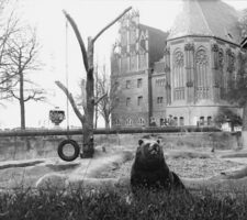 Berlin Bärenzwinger captured by Peter Zimmerman in 1973.